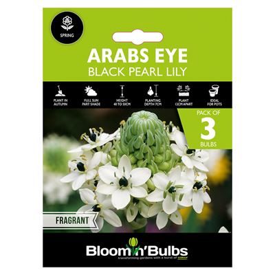 Picture of ARABS EYE 3PK