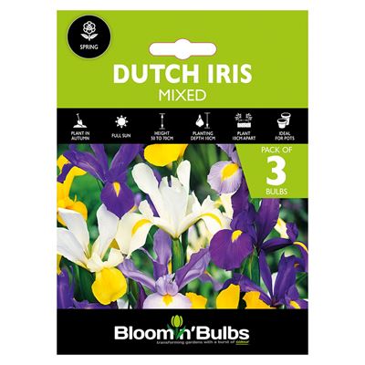 Picture of DUTCH IRIS MIXED 3PK