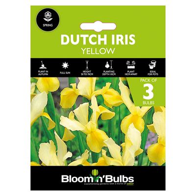 Picture of DUTCH IRIS YELLOW 3PK