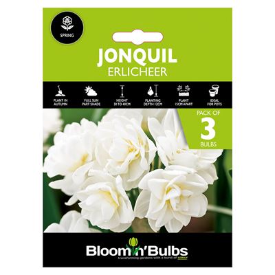 Picture of JONQUIL ERLICHEER 3PK