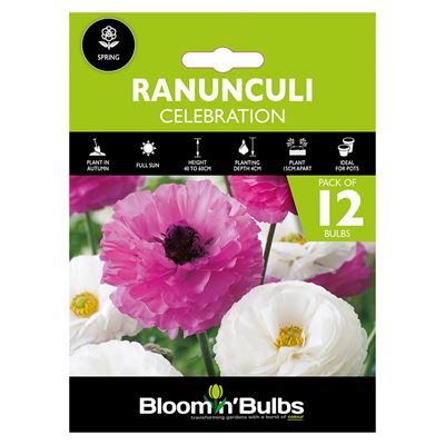 Picture of RANUNCULI CELEBRATION 12PK