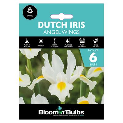 Picture of DUTCH IRIS ANGEL WINGS 6pk