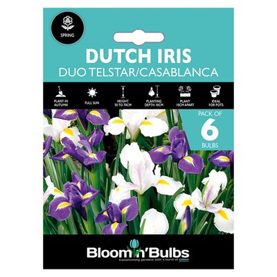 Picture of DUTCH IRIS DUO (TELSTAR/CASABLANCA) 6pk