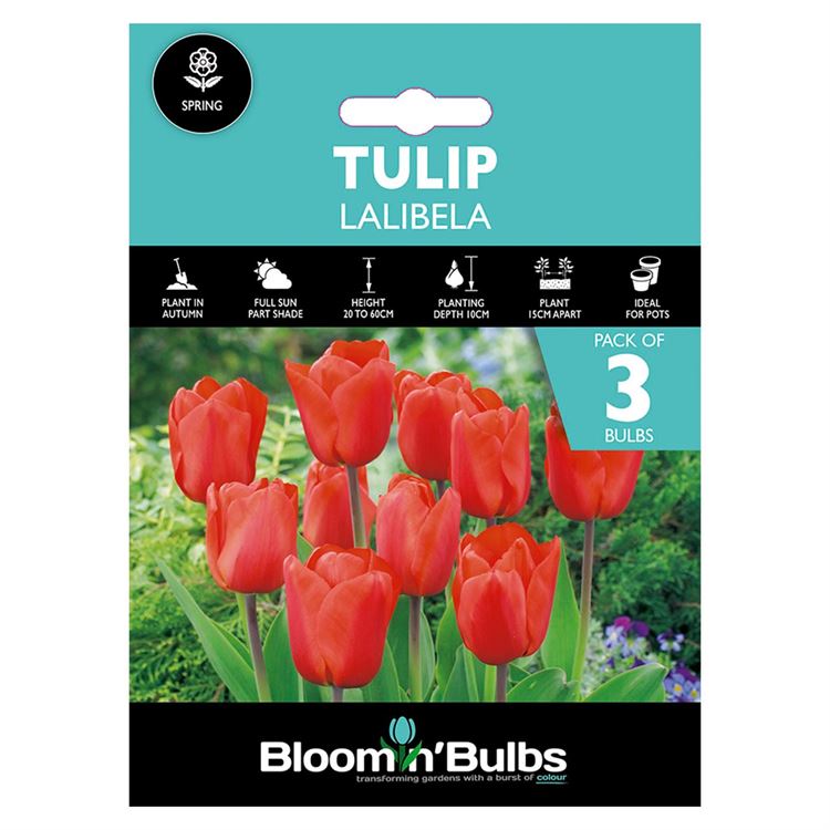 Picture of TULIP LALIBELA 3pk