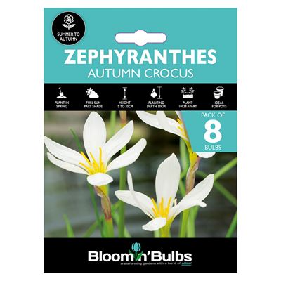 Picture of ZEPYRANTHES - AUTUMN CROCUS  8pk