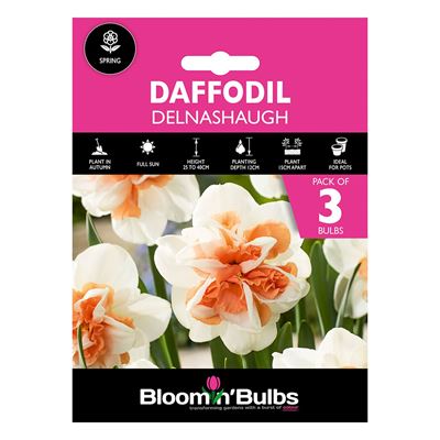 Picture of DAFFODIL DELNASHAUGH 3pk