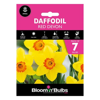 Picture of DAFFODIL RED DEVON 7pk