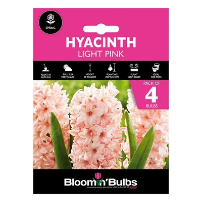 Picture of HYACINTH LIGHT PINK 4pk