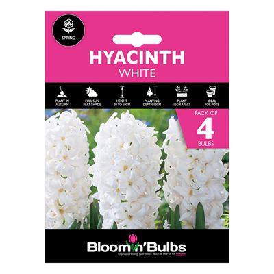 Picture of HYACINTH WHITE 4pk