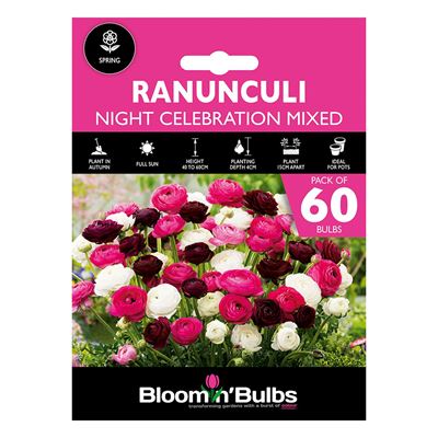 Picture of RANUNCULI NIGHT CELEBRATION MIXED 60pk