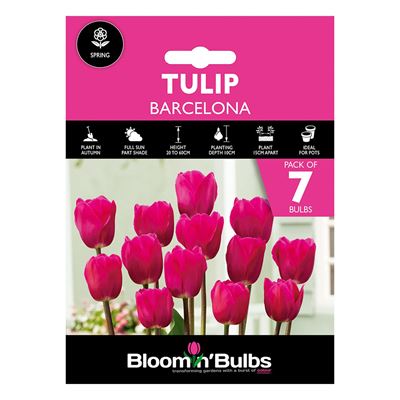 Picture of TULIP BARCELONA 7pk