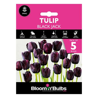 Picture of TULIP BLACK JACK 5pk