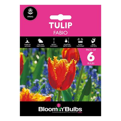 Picture of TULIP FABIO (Fringed) 6pk 