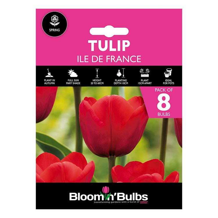 Picture of TULIP ILE DE FRANCE 8pk