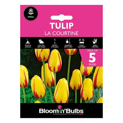 Picture of TULIP LA COURTINE 5pk