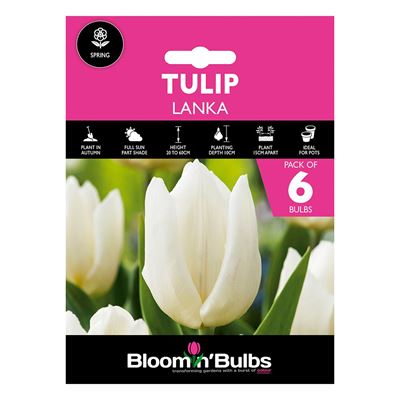 Picture of TULIP LANKA 6pk