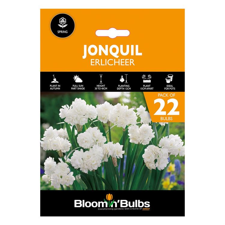 Picture of JONQUIL ERLICHEER 22PK