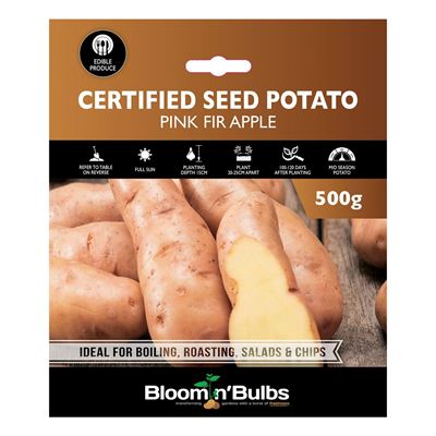 Picture of CERT. SEED POTATO-PINK FIR APPLE 500g