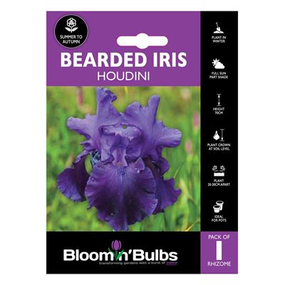 Picture of BEARDED IRIS HOUDINI 1pk