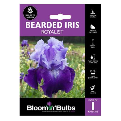 Picture of BEARDED IRIS ROYALIST 1pk