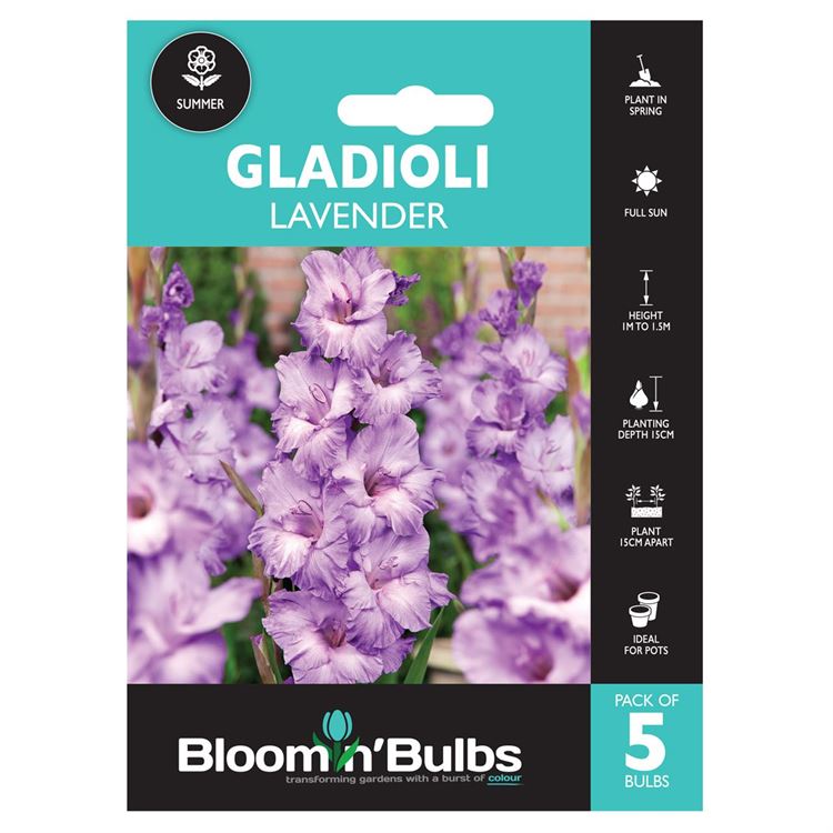 Picture of GLADIOLI LAVENDER 5pk