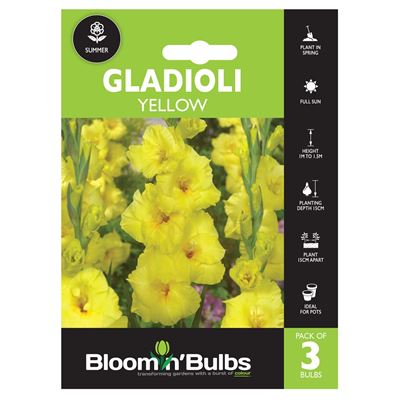 Picture of GLADIOLI YELLOW 3pk