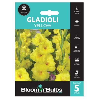 Picture of GLADIOLI YELLOW 5pk