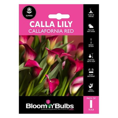 Picture of CALLA LILY CALLAFORNIA RED 1pk