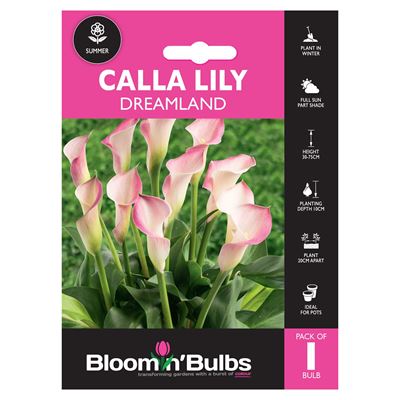 Picture of CALLA LILY DREAMLAND 1pk