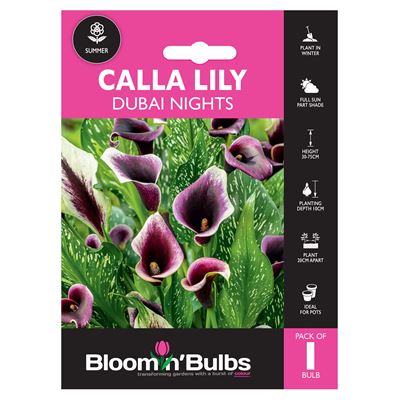 Picture of CALLA LILY DUBAI NIGHTS 1pk