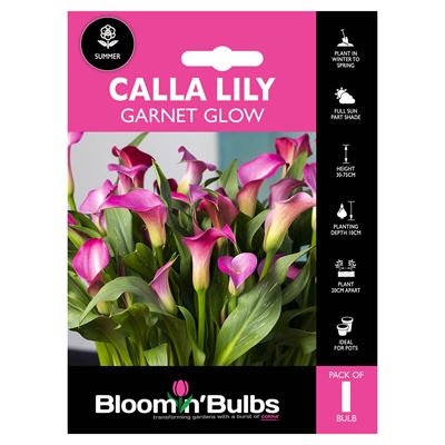 Picture of CALLA LILY GARNET GLOW 1pk