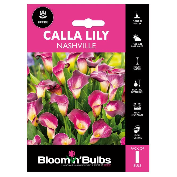 Picture of CALLA LILY NASHVILLE 1pk