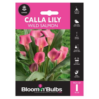 Picture of CALLA LILY WILD SALMON 1pk