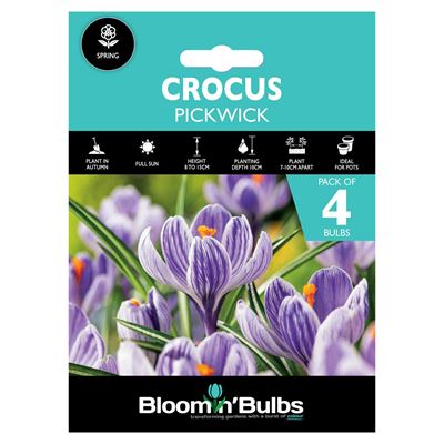 Picture of CROCUS PICKWICK 4pk