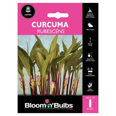 Picture of CURCUMA RUBESCENS 1pk