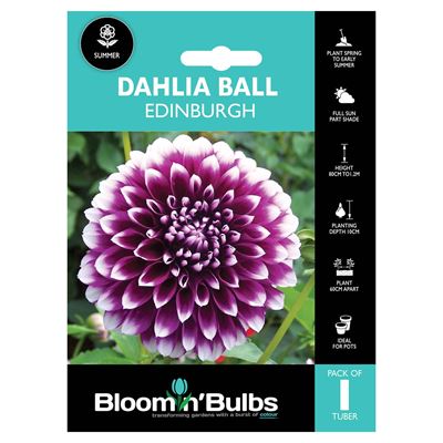 Picture of DAHLIA EDINBURGH 1pk