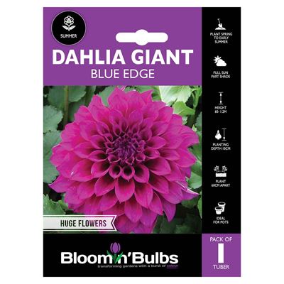 Picture of DAHLIA BLUE EDGE 1pk