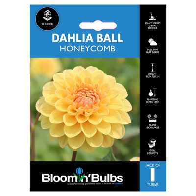 Picture of DAHLIA HONEYCOMB 1pk