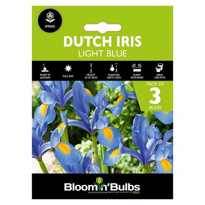 Picture of DUTCH IRIS LIGHT BLUE 3PK