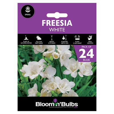 Picture of FREESIA WHITE 24pk