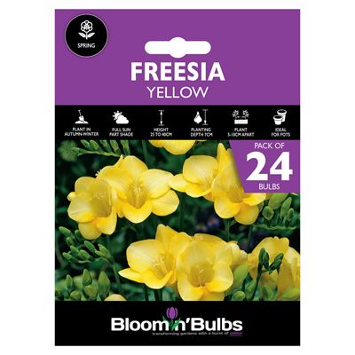 Picture of FREESIA YELLOW 24pk