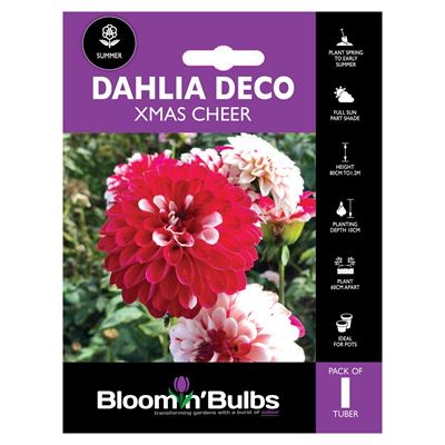 Picture of DAHLIA XMAS CHEER 1pk