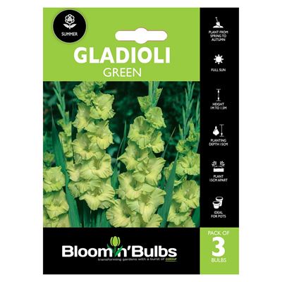 Picture of GLADIOLI GREEN 3pk