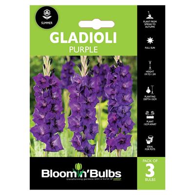 Picture of GLADIOLI PURPLE 3pk