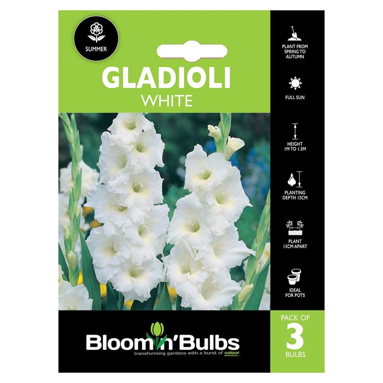 Picture of GLADIOLI WHITE 3pk