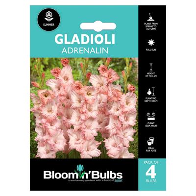 Picture of GLADIOLI ADRENALIN 4pk