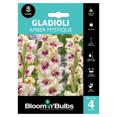 Picture of GLADIOLI AMBER MYSTIQUE 4PK