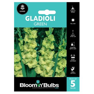 Picture of GLADIOLI GREEN 5pk