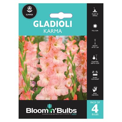 Picture of GLADIOLI KARMA 4PK