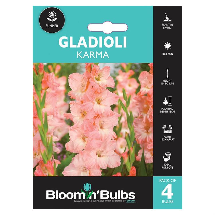 Picture of GLADIOLI KARMA 4PK